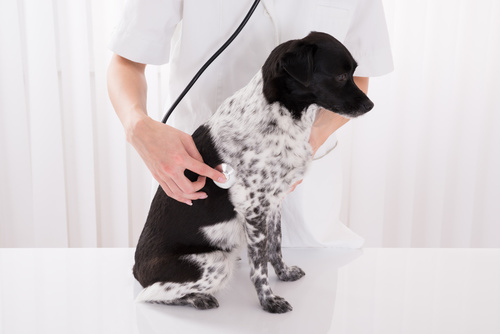 Quels sont les signes de la piroplasmose chez le chien ?