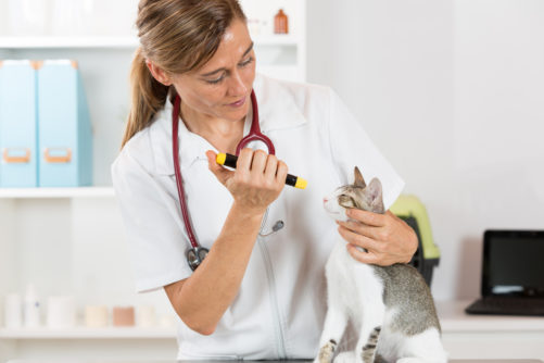 La dermatite miliaire chez le chat, une maladie cutanée fréquente