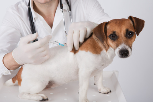 Vacciner son chien ou son chat : un acte de protection essentiel