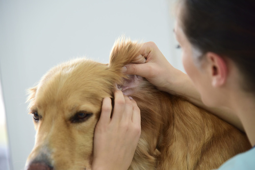 Les bons gestes à adopter pour nettoyer correctement les oreilles de son animal