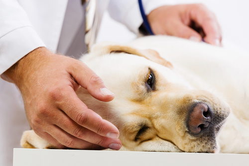 La leishmaniose ou comment des insectes piqueurs peuvent transmettre une maladie chronique grave au chien ?