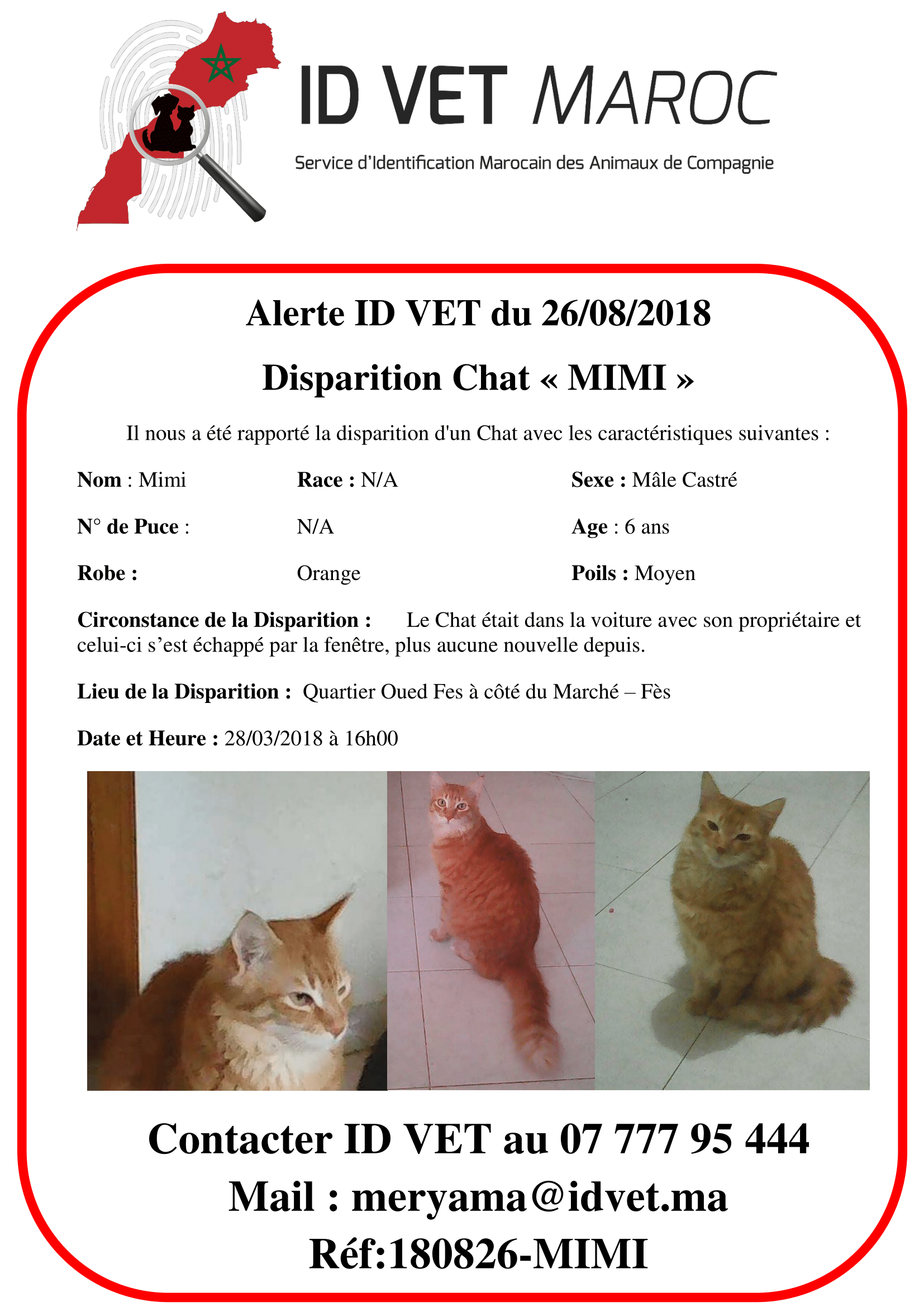 Alerte Disparition Chat « MIMI» (Perte) du 26-08-2018