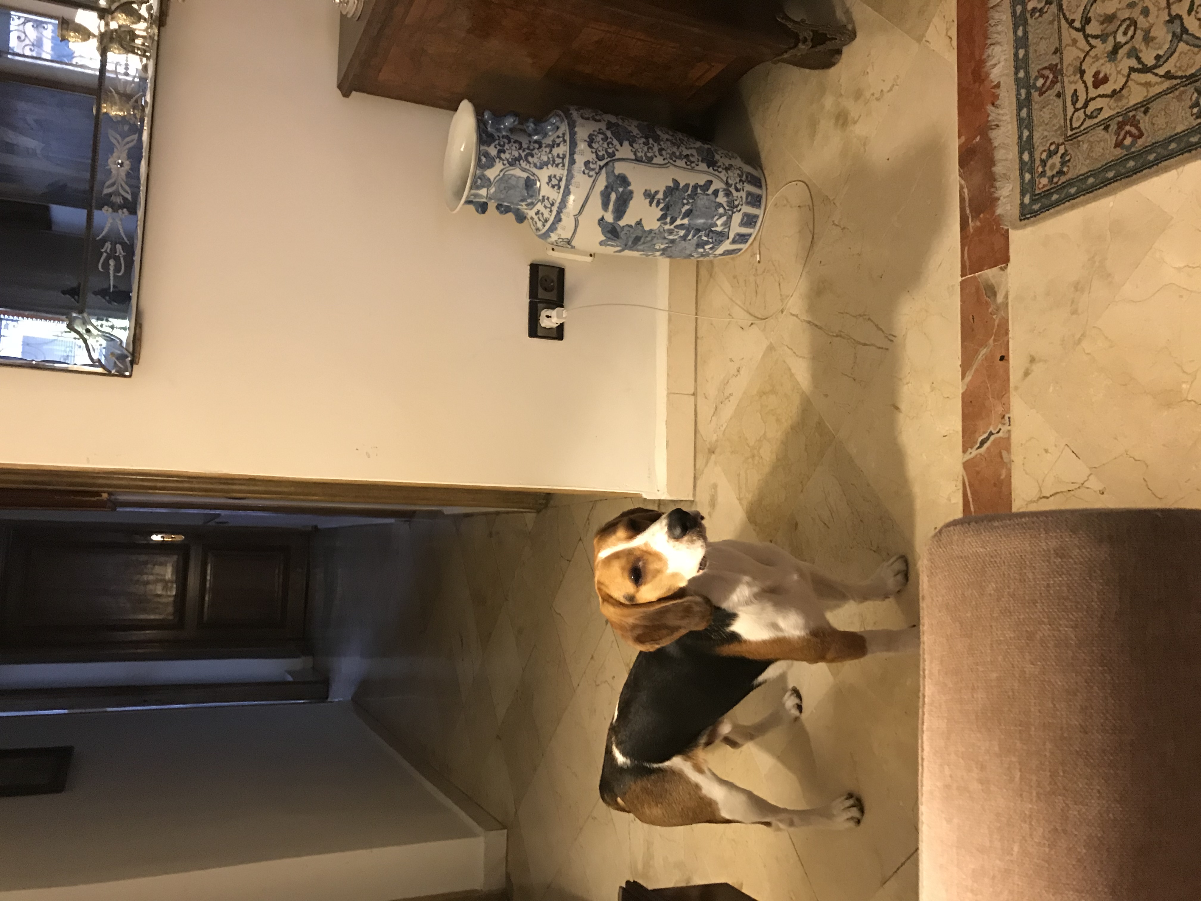 Alerte ID VET du 22/10/2018 – Disparition Chien – Beagle « ENZO »