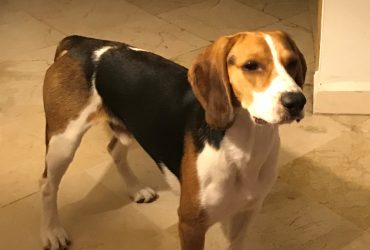 Alerte ID VET du 22/10/2018 – Disparition Chien – Beagle « ENZO »